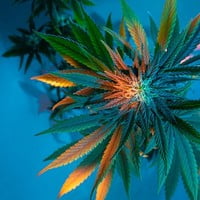 Buy Weed Online | Buy Cannabis Products Uk | Hub420 - Buy Weed UK